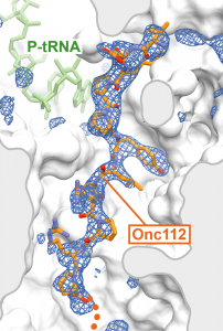 Onc112 bound to the bacterial ribosome